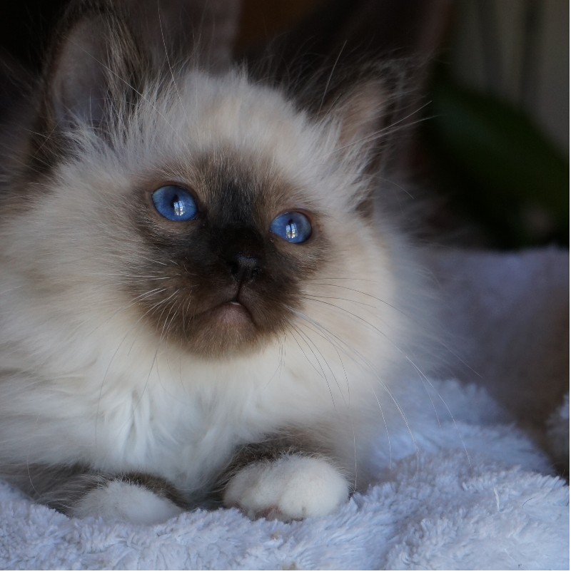 chaton sacre de birmanie chocolat